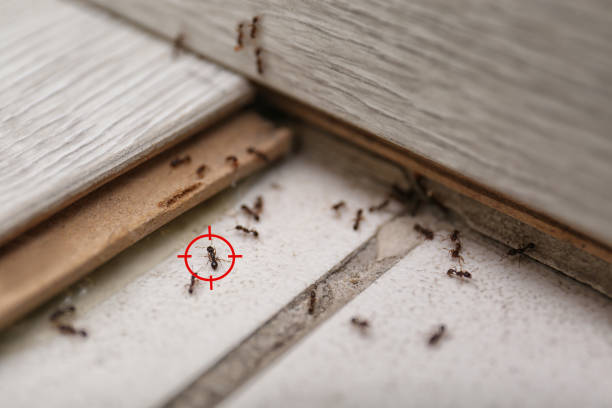 Best Commercial Pest Control Services  in Fairfax, SC