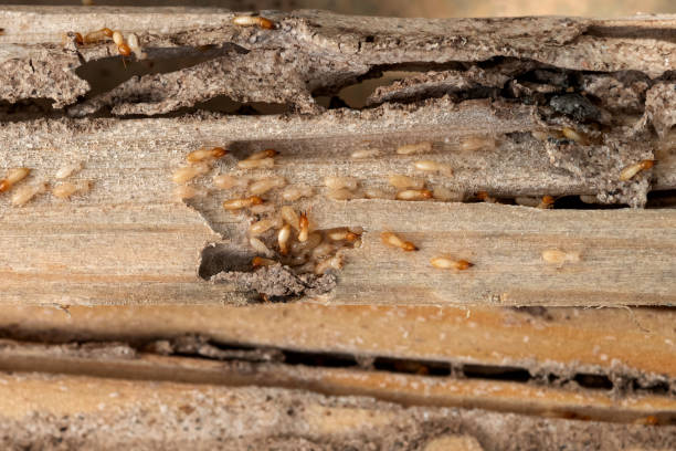Best Pest Prevention Services  in Fairfax, SC