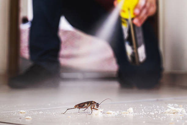 Best Flea Control Services  in Fairfax, SC